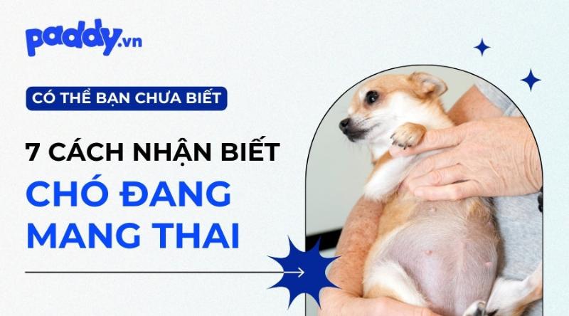 Chó mẹ mang thai có các dấu hiệu như bụng to, núm vú sưng và thay đổi hành vi trước khi đẻ